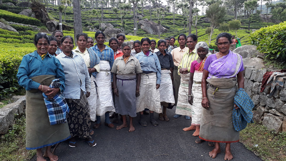 Teepflückerinnen in der Havukal Teeplantage, Kotagiri, Tamil Nadu